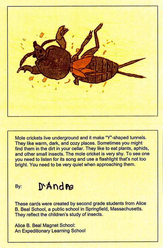 Insect Cards