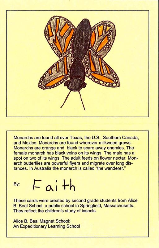 Insect Cards