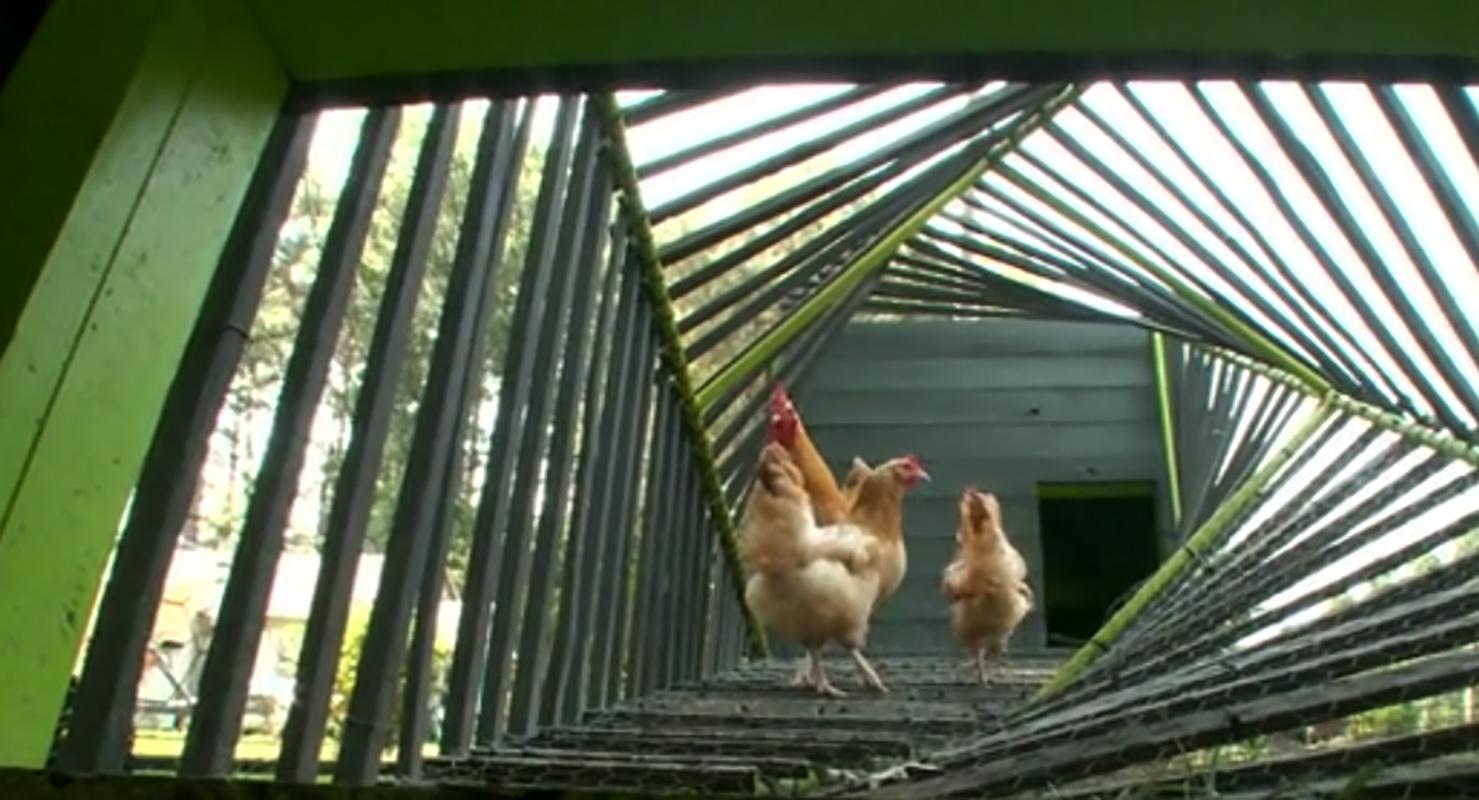 Chicken Coop 6